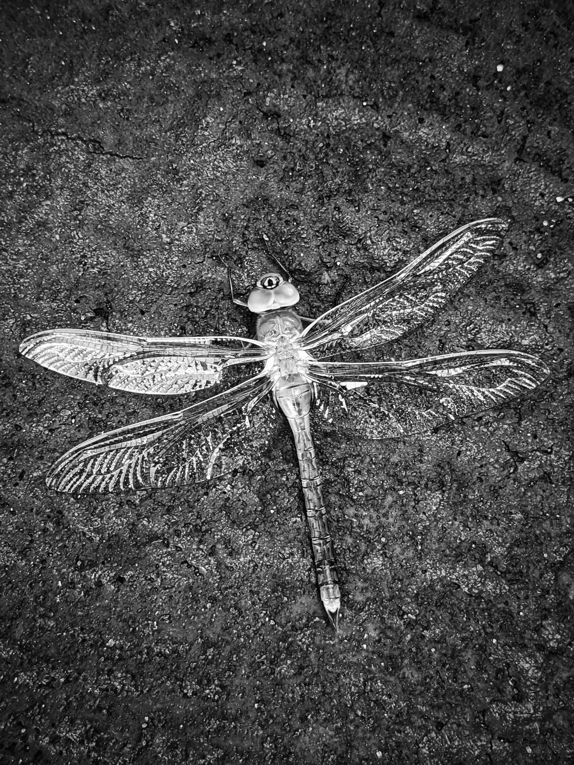 Discovering the Wonders of Nature Through Black-and-White Photography