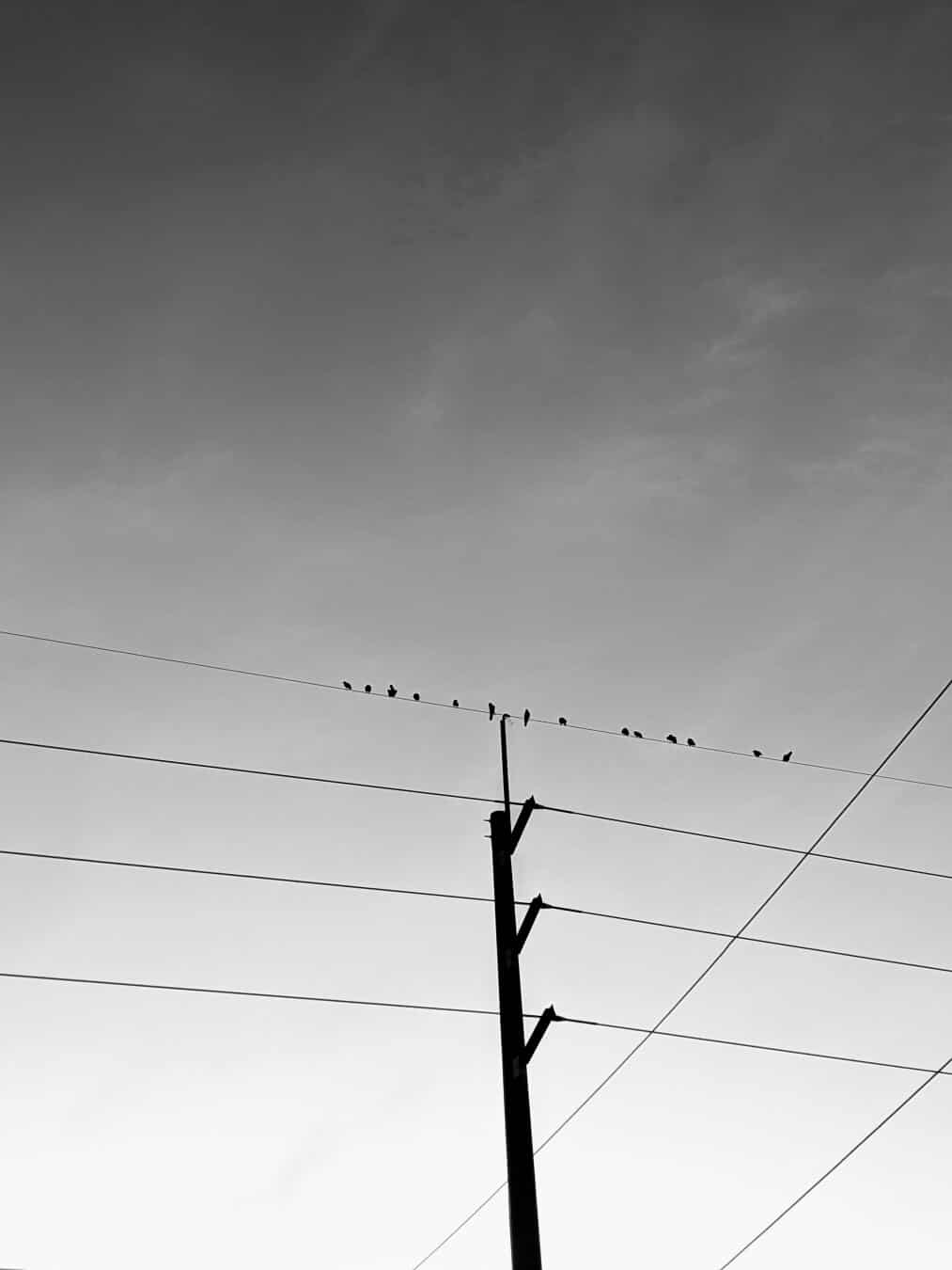 Morning Perch, Orlando FL, Me, #pixelteam