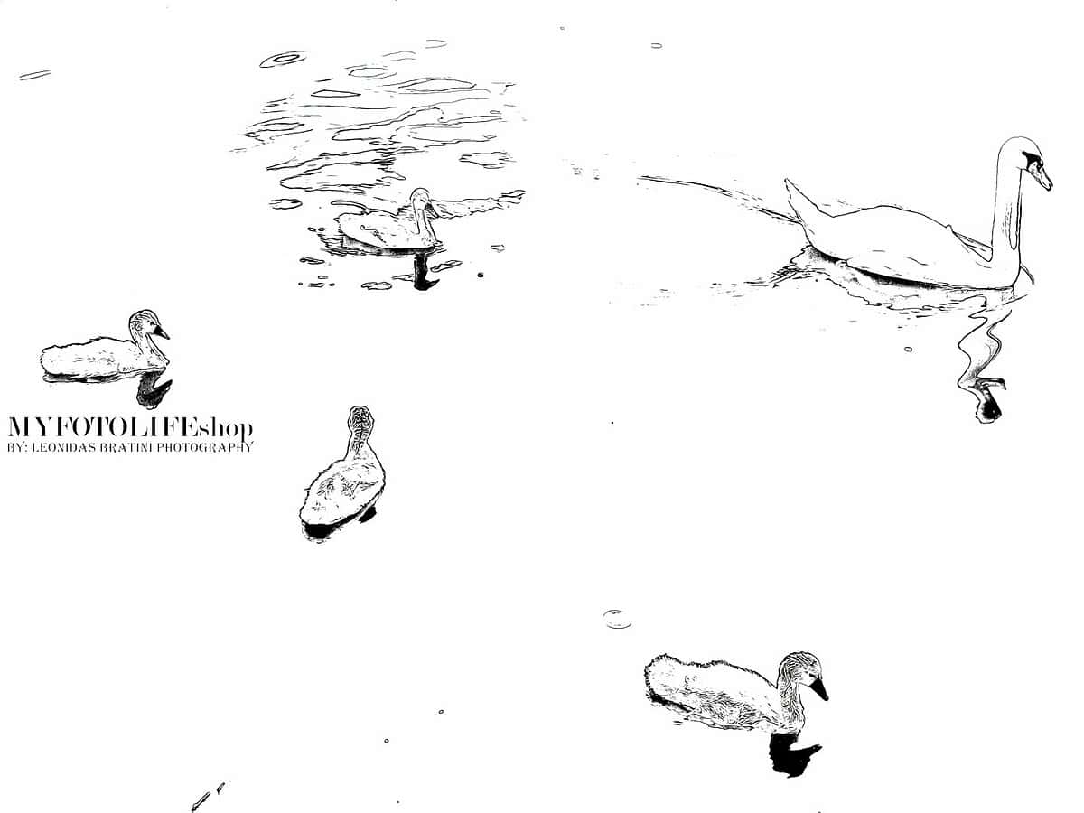 Bird Lake in The City #1