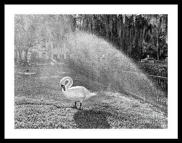 Swan in Gentle Mist Framed Print