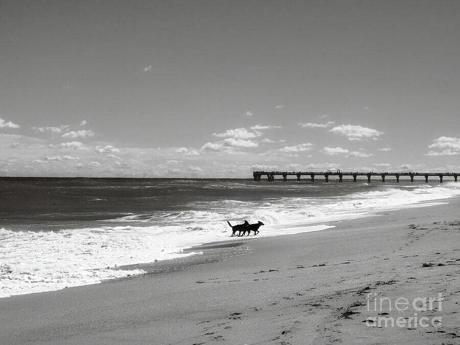 Happy Dog Playing at Beach Golden Retriever Coastal Fun
